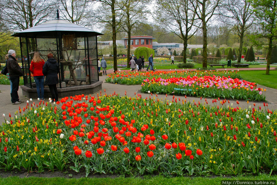 Если б я был тюльпан... Кёкенхоф, Нидерланды