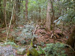 Таким мне увиделся лес у подножия Фудзи