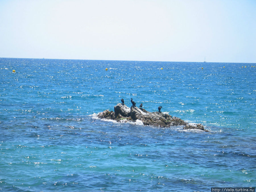 Бакланы на рифах Каталония, Испания