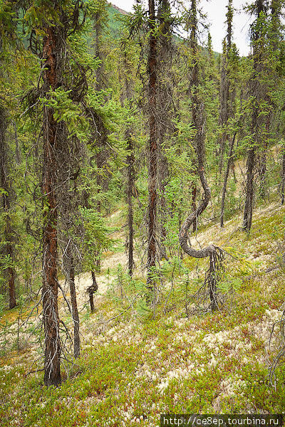 Деревья растут причудливых форм Штат Аляска, CША