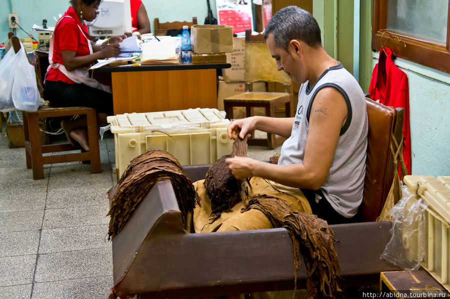 Обработка табачных листьев. Этот работник, и все в следующем зале, освобождают табачный лист от ниточки-серцевинки Гавана, Куба
