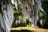 Ритуальные ленты кыйра на деревьях на Улаганском перевале