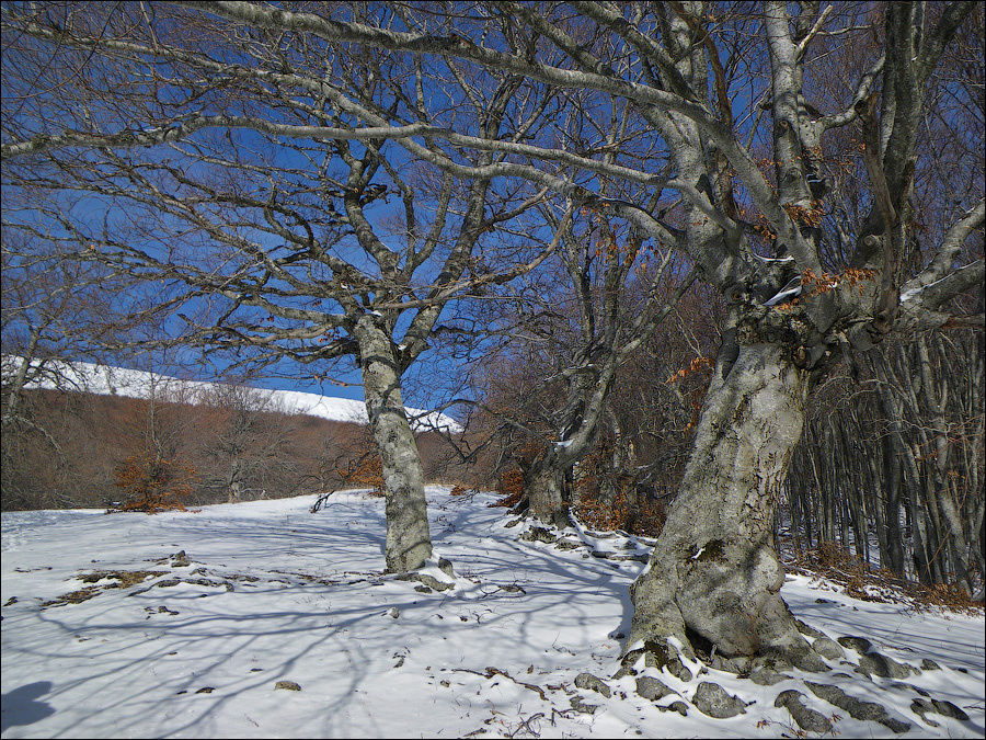 Тропа на верхнее плато Чатыр-Даг, в верхней буковой роще у таблички «1100 м». Январь 2009 г. Алушта, Россия