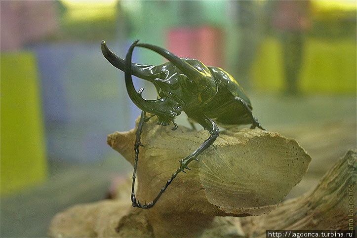 Зоопарк насекомых Виктория, Канада