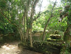 Джунгли возле храмов