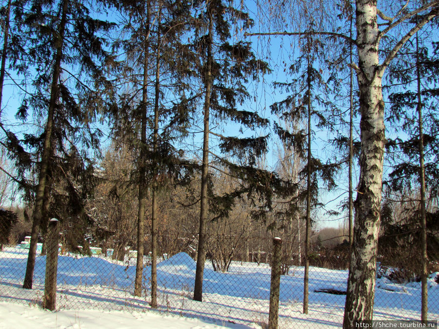 Дендропарк Харьковского агроуниверситета. Ясный зимний день Рогань, Украина