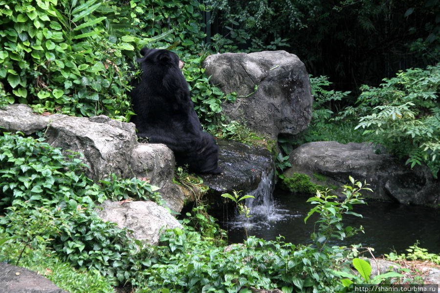 Задумчивый черный медведь Бангкок, Таиланд