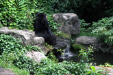 Задумчивый черный медведь