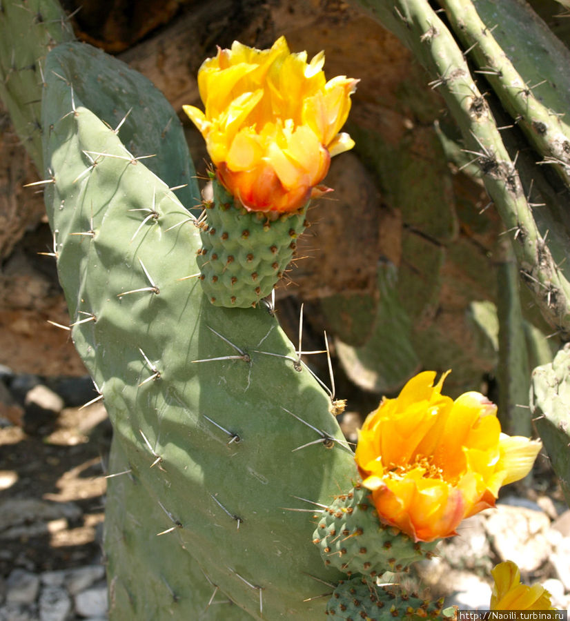 Пора цветущих кактусов Тула-де-Альенде, Мексика
