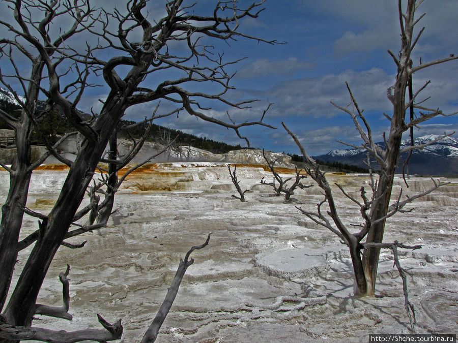 Мамонтовы горячие источники (Mаmmoth). Верхние террасы Йеллоустоун Национальный Парк, CША