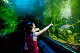 Гвоздь программы — стеклянный тоннель с медленно двигающимся траволатором, проходящий по дну огромного аквариума. Вокруг плавают акулы, скаты и прочие крупные обитатели морских глубин.
