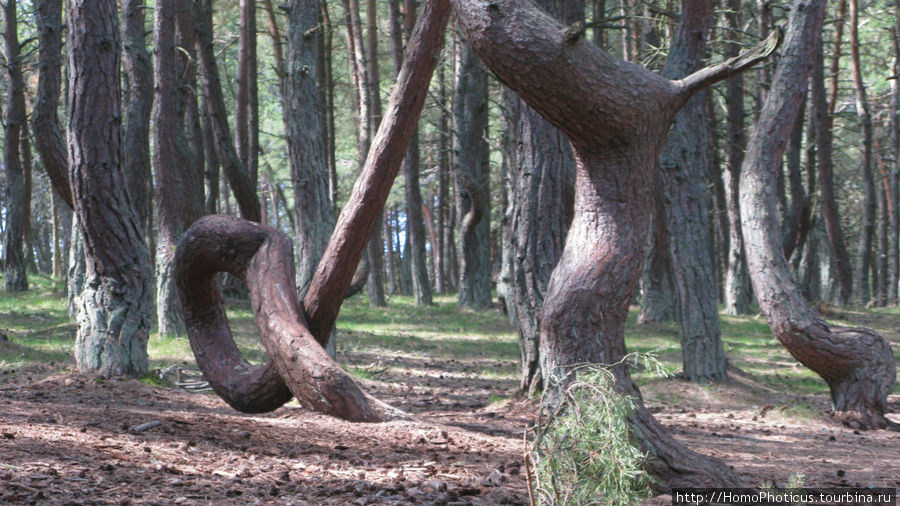 Танцы деревьев Куршская Коса Национальный Парк, Россия