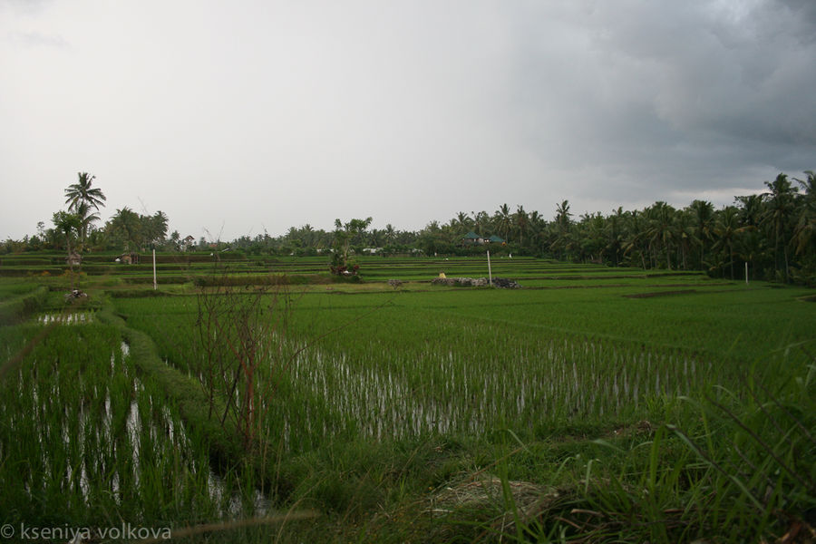 Рисовые террасы во время дождя Убуд, Индонезия
