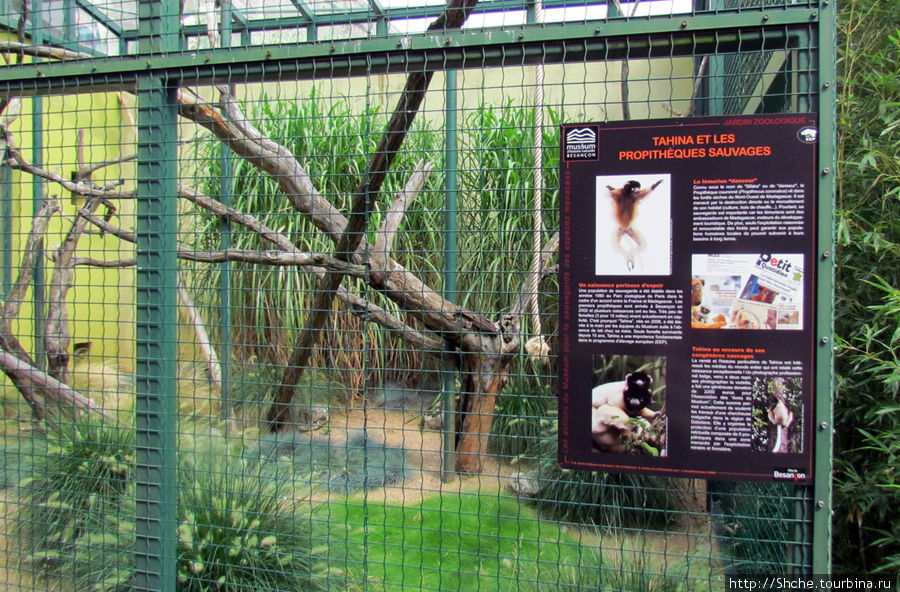 Мелких обезьян было много видов, некоторые я видел впервые Безансон, Франция