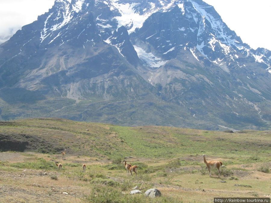 Целое стадо Национальный парк Торрес-дель-Пайне, Чили