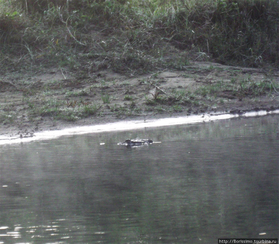 Это не коряга, а крокодил. Купаться в этой реке не рекомендуется... Непал