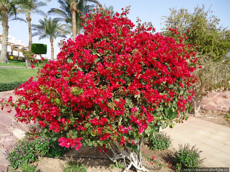 Цветы пустыни в Шарм-Эль-Шейхе Шарм-Эль-Шейх, Египет