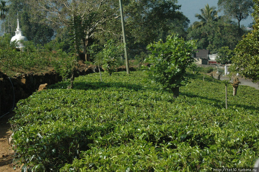 Плантация чая, на одном месте растет до 40 лет — однако! Нувара Элия, Шри-Ланка