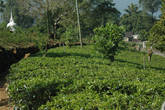 Плантация чая, на одном месте растет до 40 лет — однако!