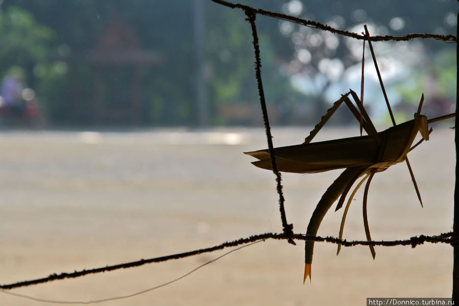 гигантский кузнечик... или саранча Национальный парк Дой-Интанон, Таиланд