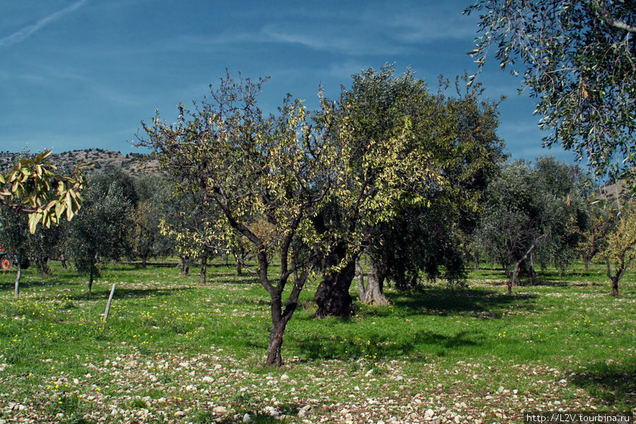 Ферма D`Apolito: оливковое масло Сан-Джованни-Ротондо, Италия