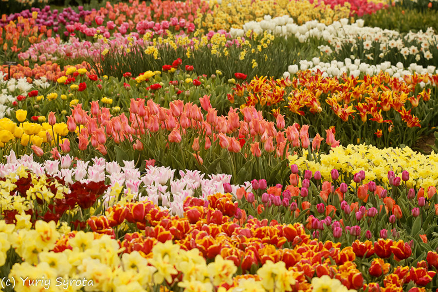 В погоне за весной. Фотоальбом для любителей цветов.