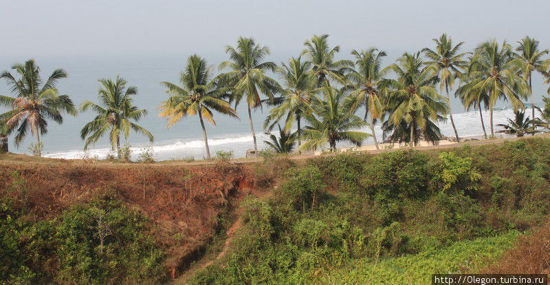 Кокосовые пальмы вдоль берега Варкала, Индия