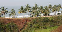 Кокосовые пальмы вдоль берега