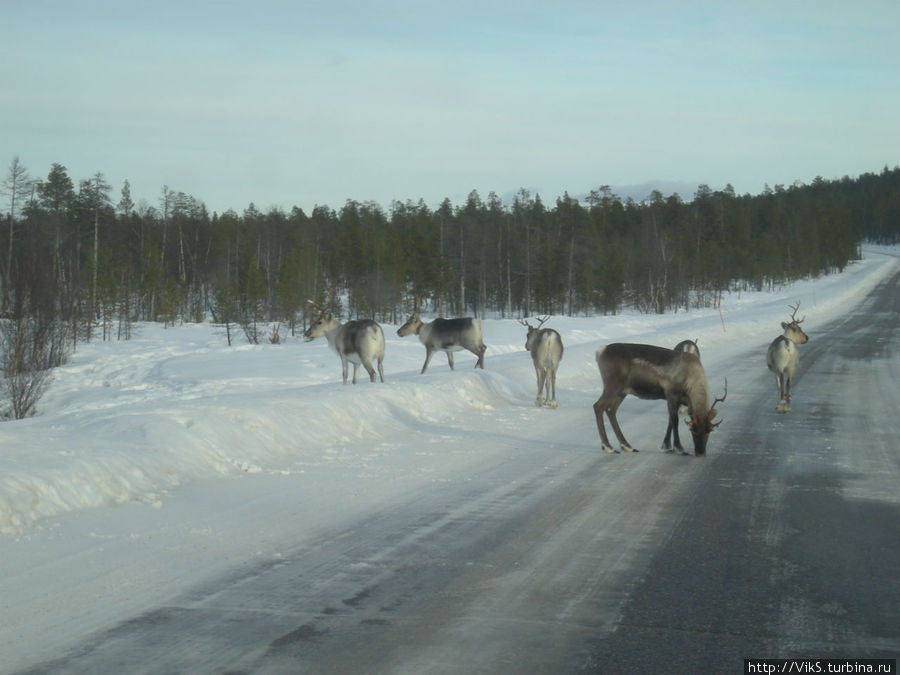 При подъезде к Ивало, обычное дело — олени на дорогах Ивало, Финляндия