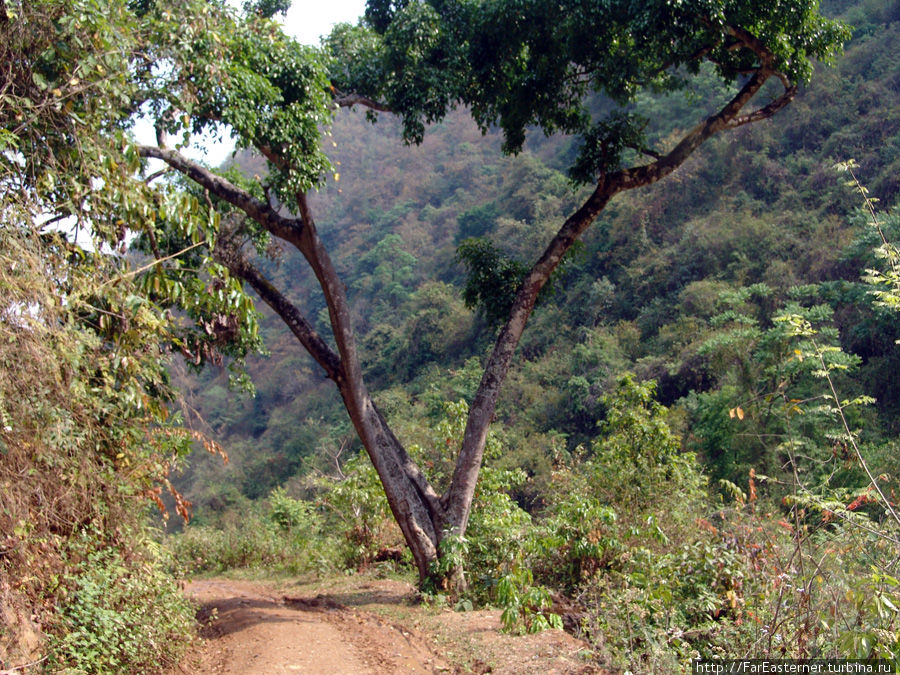 Дерево в форме буквы V Тансен, Непал