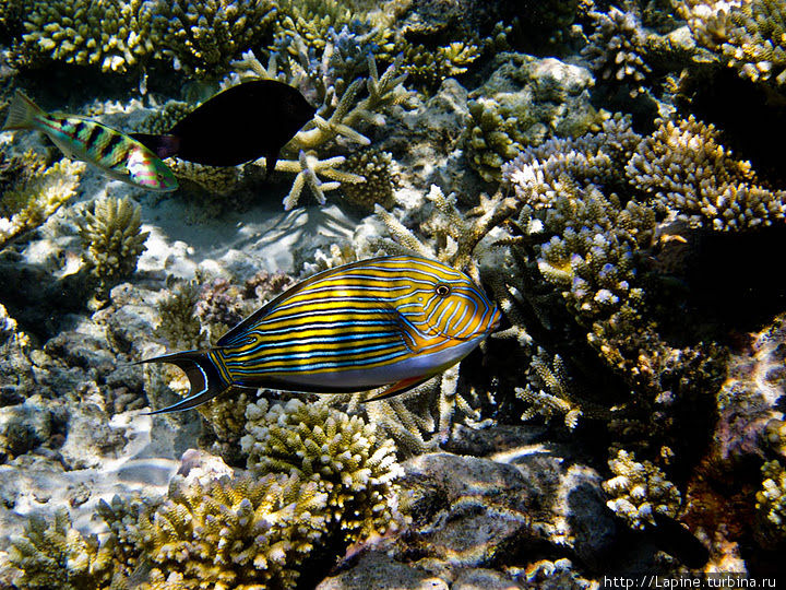 Линейчатый хирург (Acanthuru​s lineatus) Южный Ари Атолл, Мальдивские острова