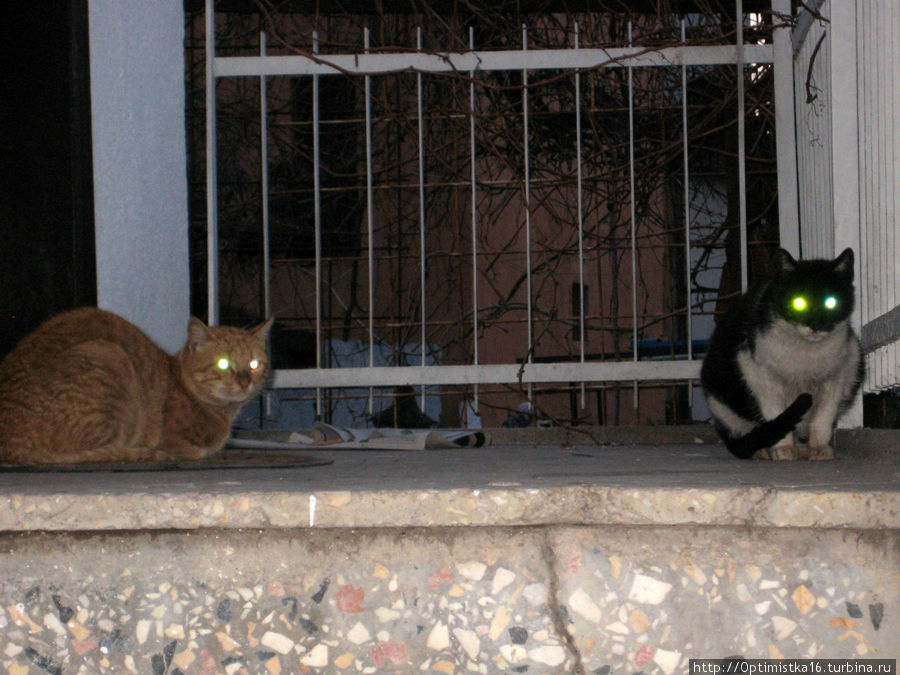 Кошки Анталии Анталия, Турция