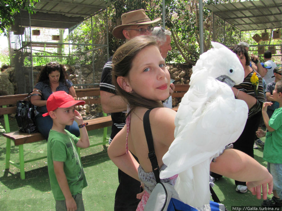 Ручные попугаи. Центральный округ, Израиль