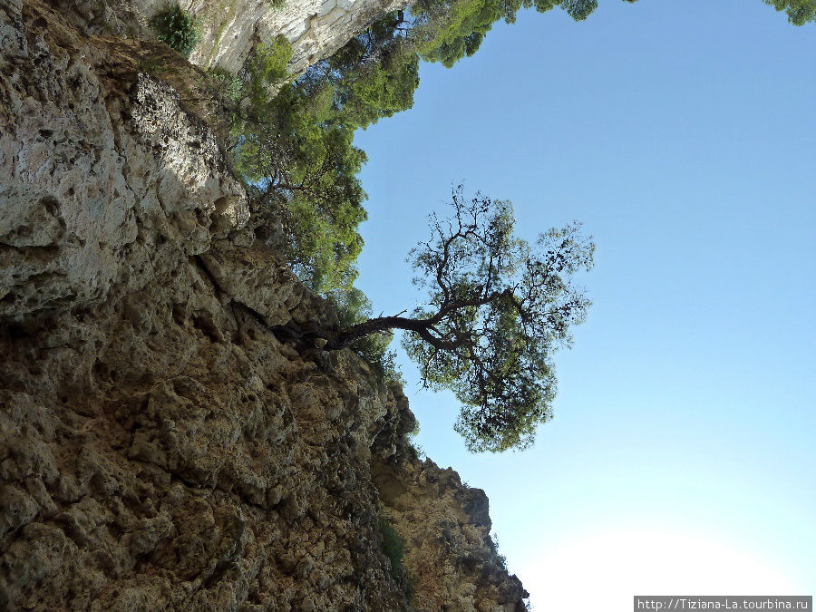 Дерево может и так расти Апулия, Италия