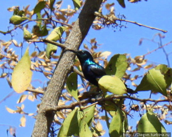 Тёмно-синяя птичка Национальный парк Мудумалай, Индия