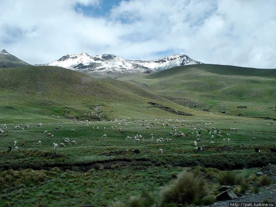 И еще ламы и альпаки Регион Пуно, Перу