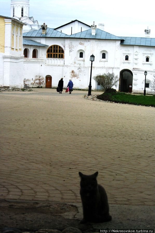Нас провожает монастырский кот. Время 15.54. Сделали много фотографий, пора в обратный путь. Россия