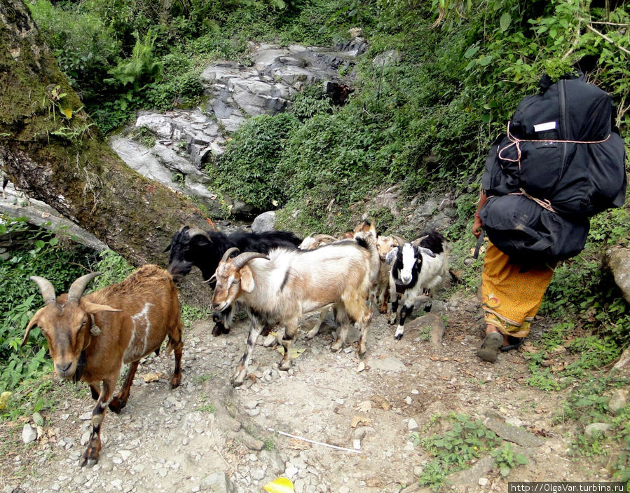 На тропе движение — правостороннее Гандрук, Непал