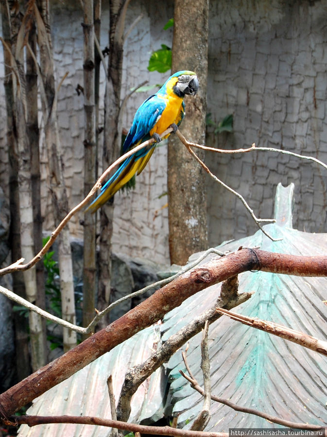 Зоопарк Чианг Мая. Птицы Чиангмай, Таиланд
