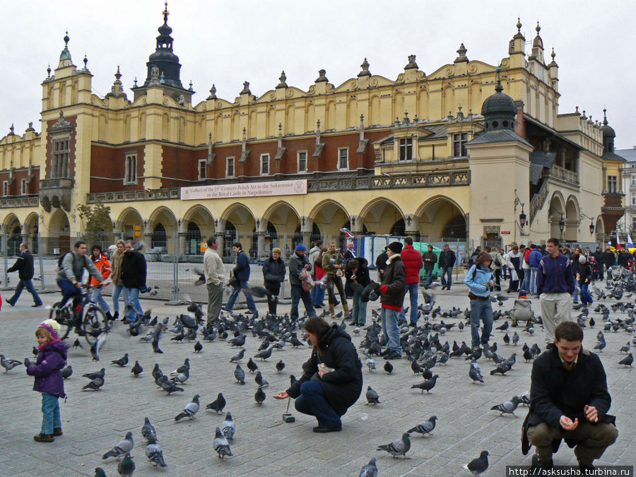 На Рыночной площади всегда много голубей. Туристы просто обожают их кормить и фотографироваться с ними. Краков, Польша