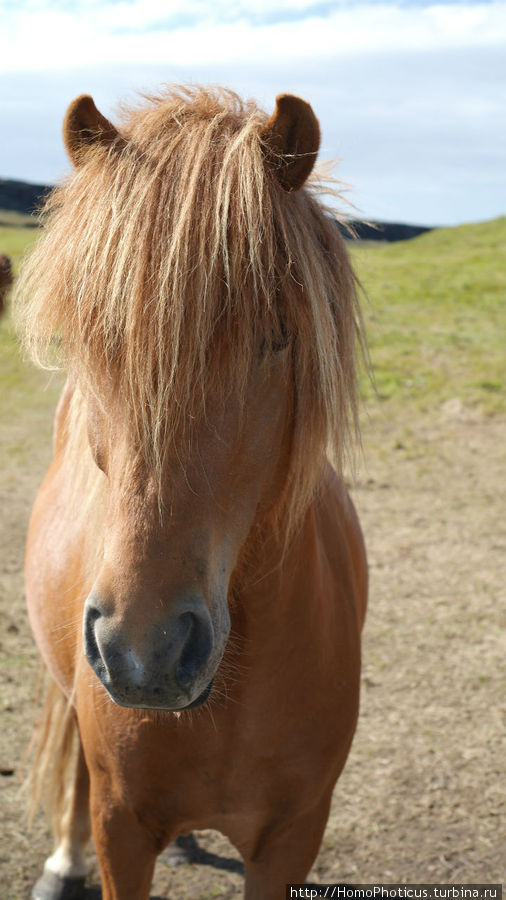 Исландские лошади Столичный регион, Исландия
