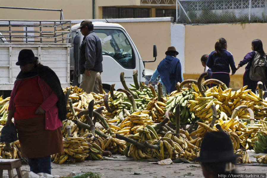 Огромные кормовые бананы Сакисили, Эквадор