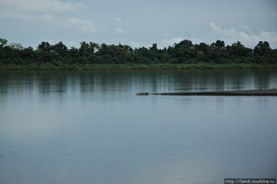 Вот вы поверите, что на этом фото крокодил? Я не поверил. А оказалось и вправду крокодил. Здоровый сцуко. Папуа, Индонезия