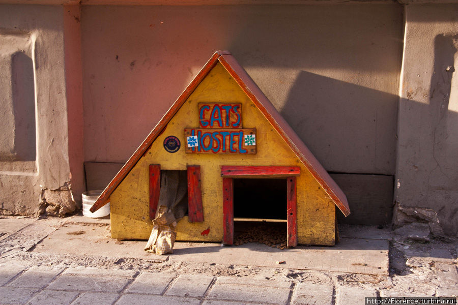 Кошкин дом и кошкин хостел