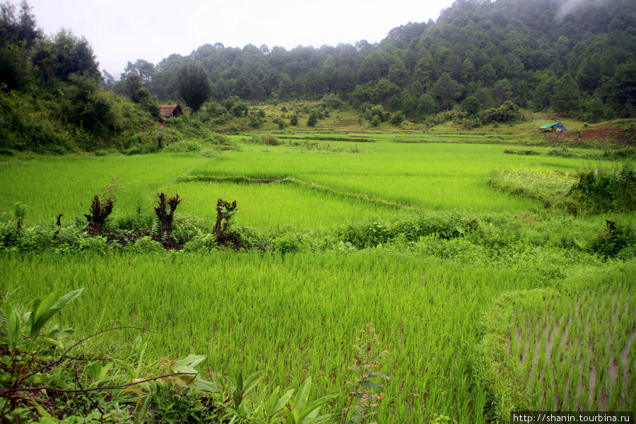 Рисовые поля в сезон дождей Штат Шан, Мьянма