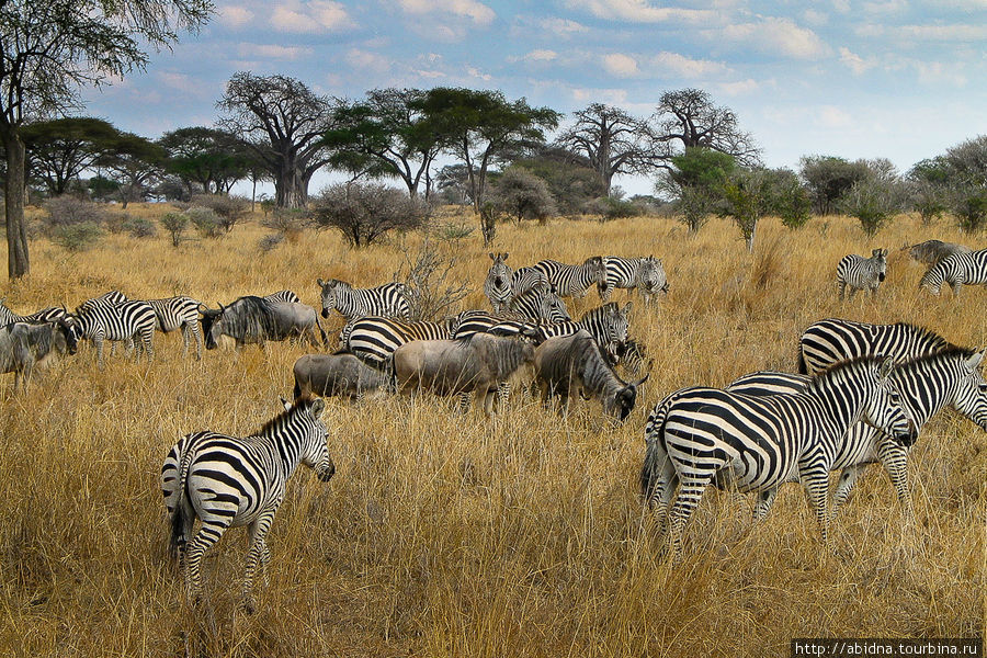 Танзания. Национальный парк Тарангире Тарангире Национальный Парк, Танзания