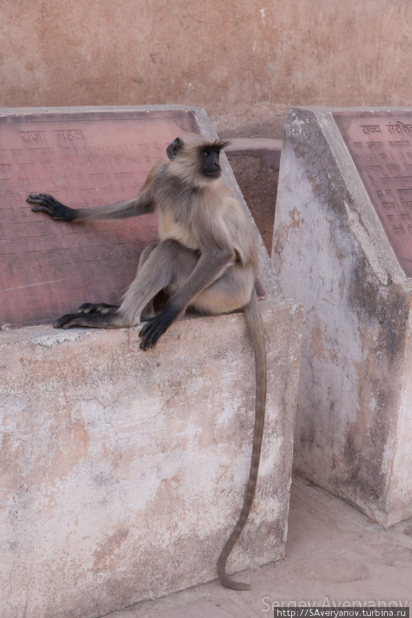 Обезьяна лангур Гвалиор, Индия