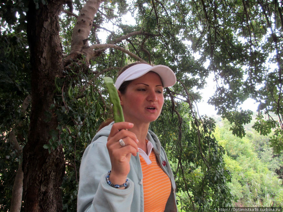 Экскурсовод Катя рассказывает нам о рожковом дереве. Уже потом я прочитала о нём интересный материал у Ирины http://turbina.ru/authors/iralda/travels/view/119309/advices/6/look/66400/