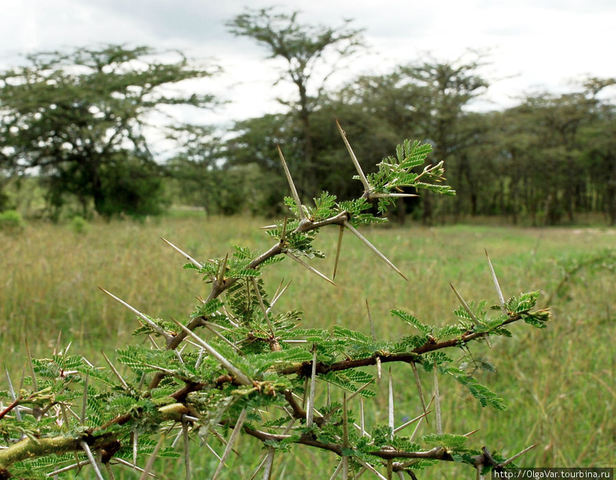 Акация — любимое лакомство жирафа Провинция Рифт-Валли, Кения