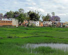 еще в пределах города начинаются рисовые поля